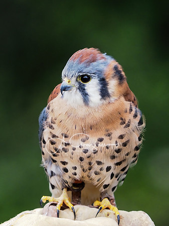 Sweetbriar Nature Center