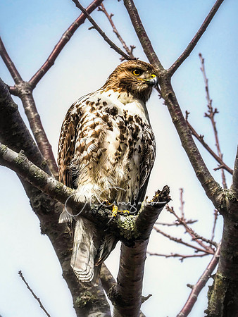 Coopers Hawk