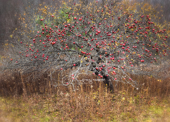 Forbiden Fruit