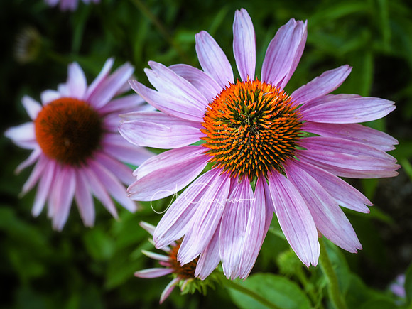 Planting Fields Arboretum