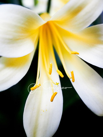 White Lilly - NY Botanical Gardens