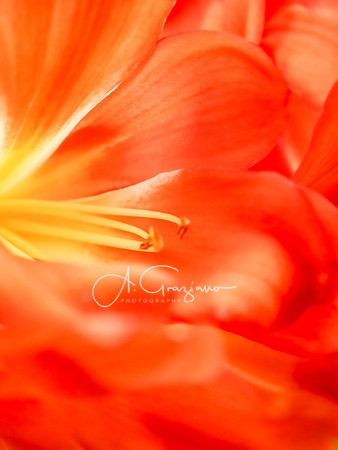Passion