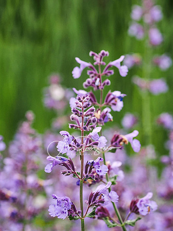 Landcraft Gardens