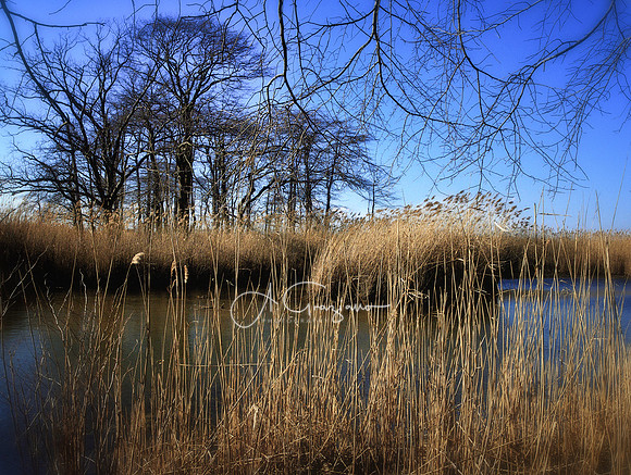 Kempf Preserve at Wading River Marsh