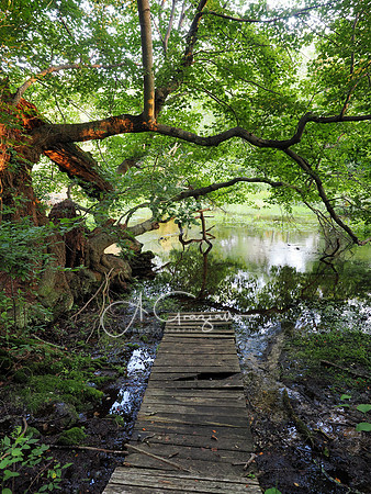Short Pier - Carmans River at Lower Lake, Yaphank