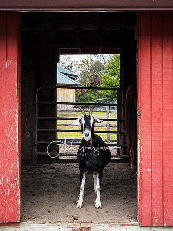 Spirit's Promise Horse Rescue 2023