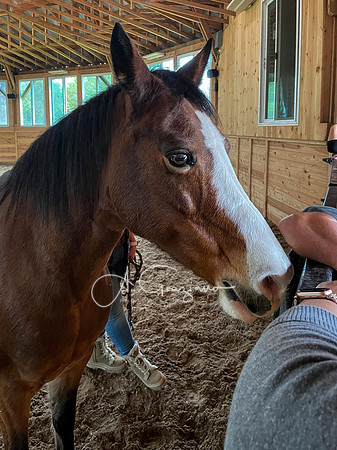 Spirit's Promise Horse Rescue 2023