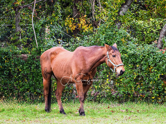 Spirit's Promise Horse Rescue 2023