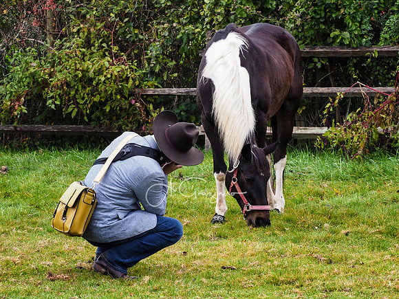 Spirit's Promise Horse Rescue 2023