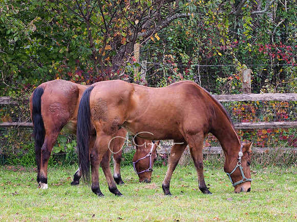 Spirit's Promise Horse Rescue 2023