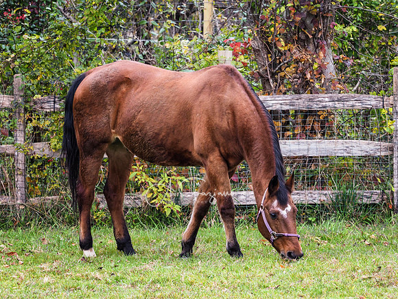 Spirit's Promise Horse Rescue 2023