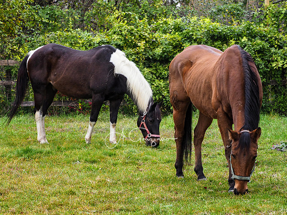 Spirit's Promise Horse Rescue 2023