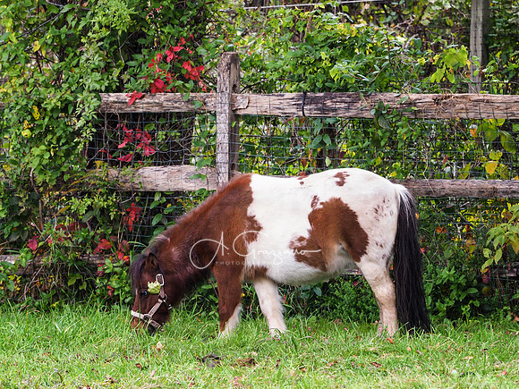 Spirit's Promise Horse Rescue 2023