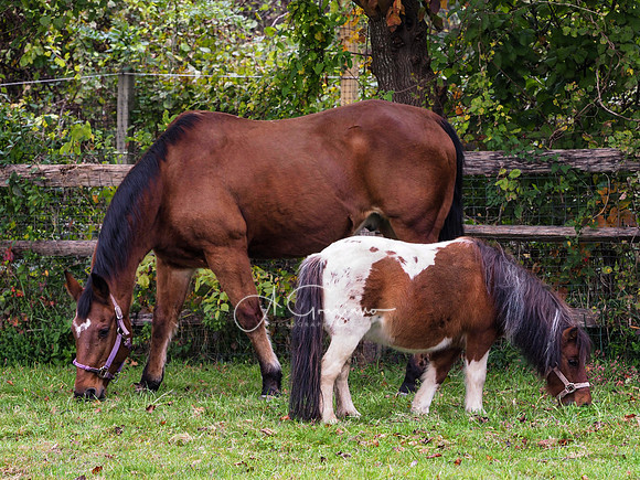 Spirit's Promise Horse Rescue 2023