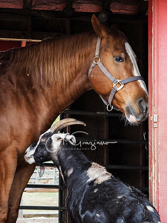 Spirit's Promise Horse Rescue 2023