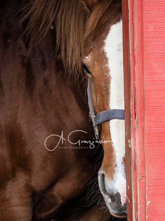 Spirit's Promise Horse Rescue 2023