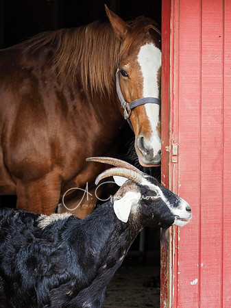 Spirit's Promise Horse Rescue 2023