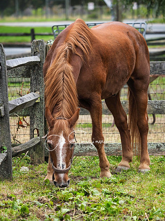 Spirit's Promise Horse Rescue 2023