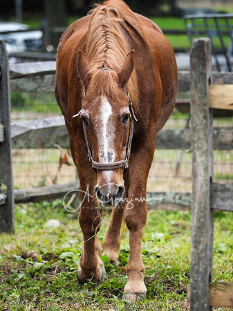 Spirit's Promise Horse Rescue 2023
