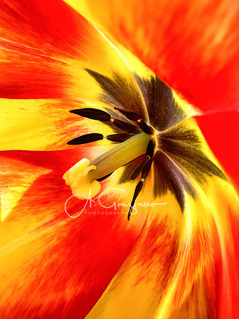 Joy of Spring