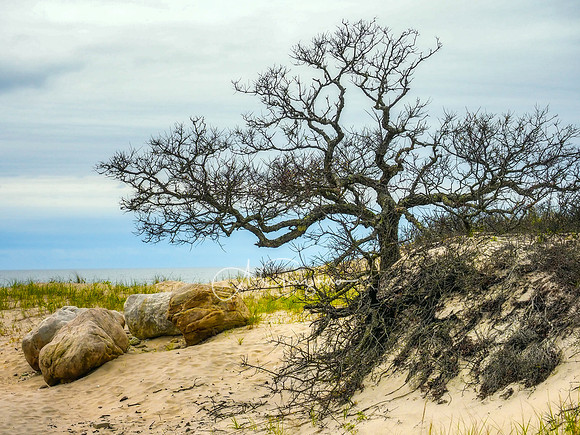 Sound View Dunes Preserve