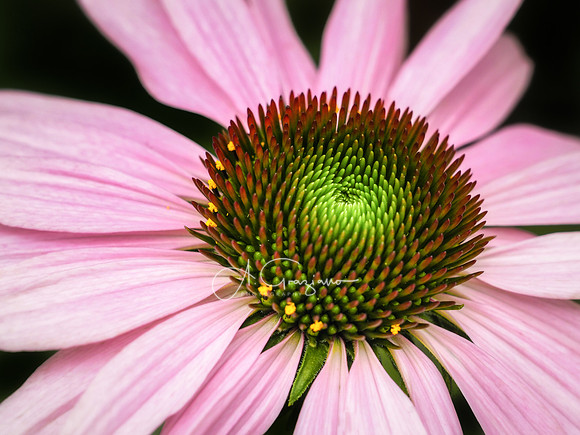 Pincushion