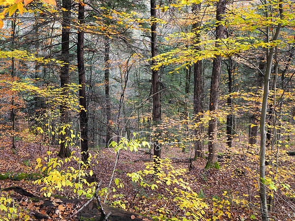 Fillmore Glen State Park
