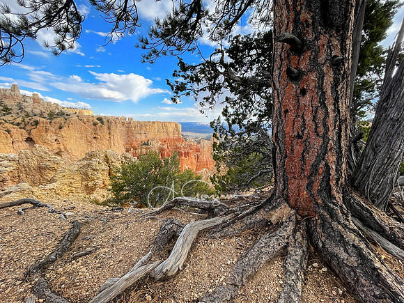 Bryce Canyon NP