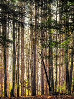 Fillmore Glen State Park