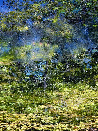 A time for Reflection - Trout Pond, Noyak