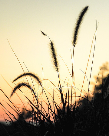 Nightfall, Cape Cod