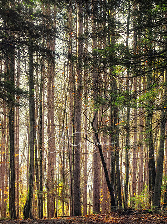 Fillmore Glen State Park