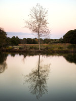Stillness - Patriots Preserve, Shirley NY