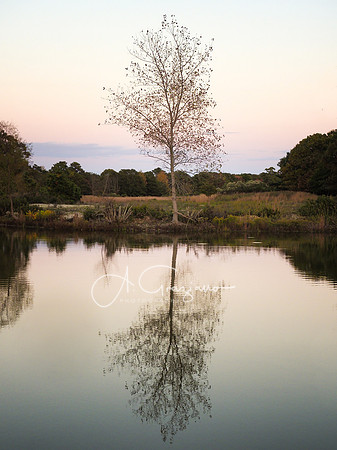Stillness - Patriots Preserve, Shirley NY