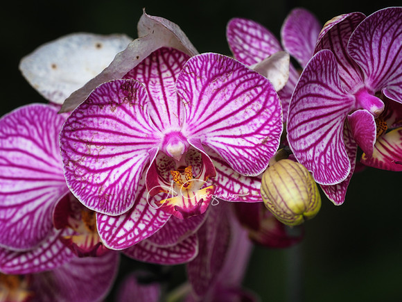 Botanical Garden of Medellin