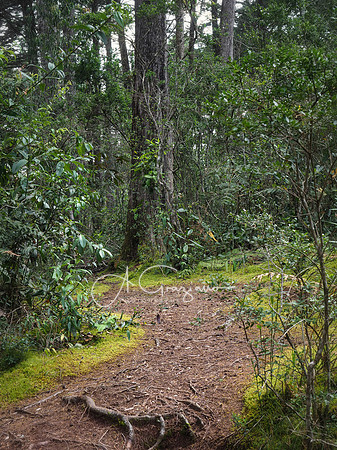 Arvi Park, Medellin