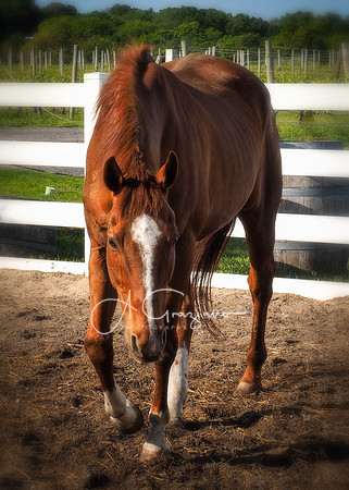 Baiting Hollow Horse Rescue