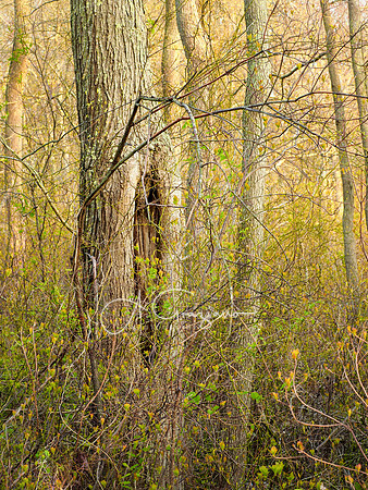 Humble Abode - Wertheim NWR
