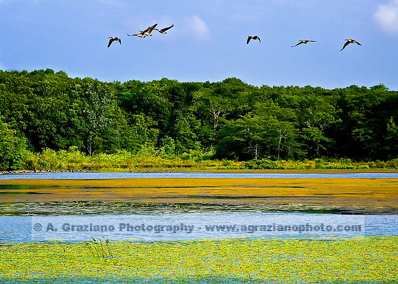 Long Pond Greenbelt - Anthony Graziano