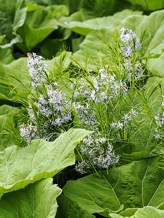 Landcraft Gardens