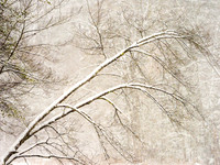 Gentle Snow - Adirondacks