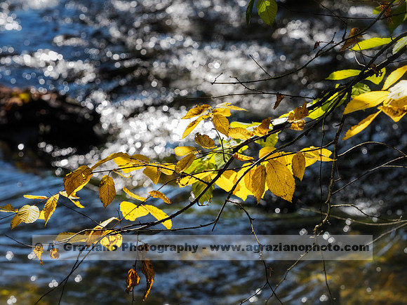 Wolf Creek, Letchworth SP