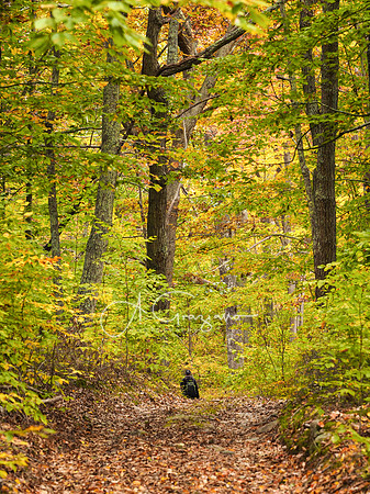 Woodland - Mashomack Workshop 2021
