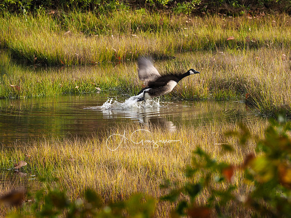 Marsh - Mashomack Workshop 2021
