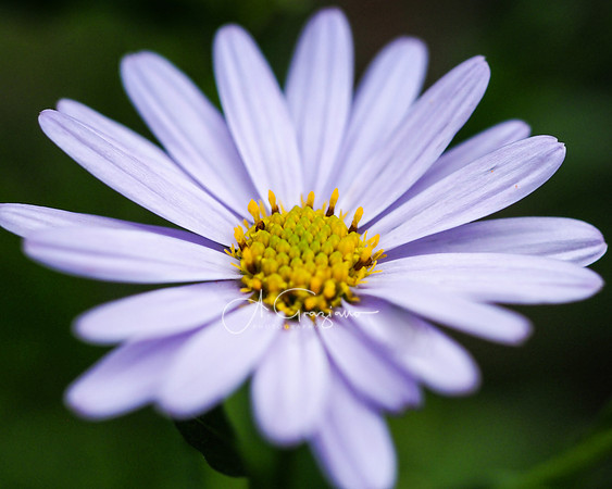 Shy Beauty - Peconic River Herb Farm
