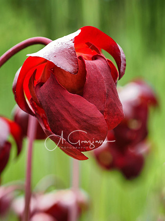 Landcraft Gardens