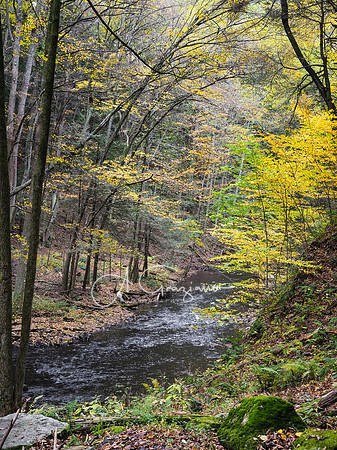 Mianus River Gorge Preserve, Bedford, NY
