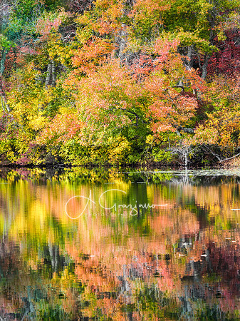 Wolf Swamp Preserve, North Sea