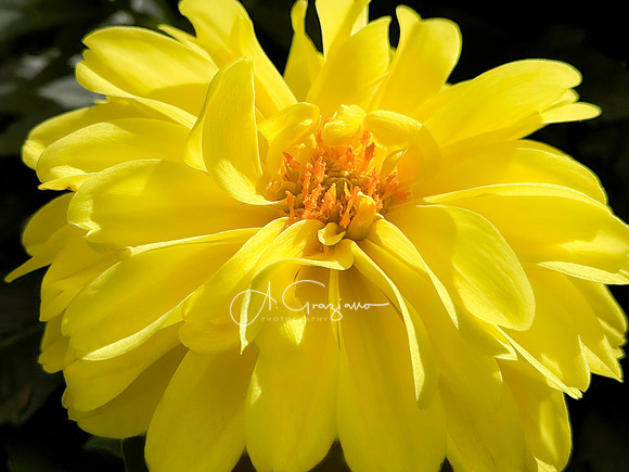 Hicks Nursery Spring Show
