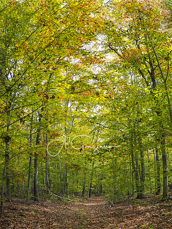 Big Woods Preserve, North Sea